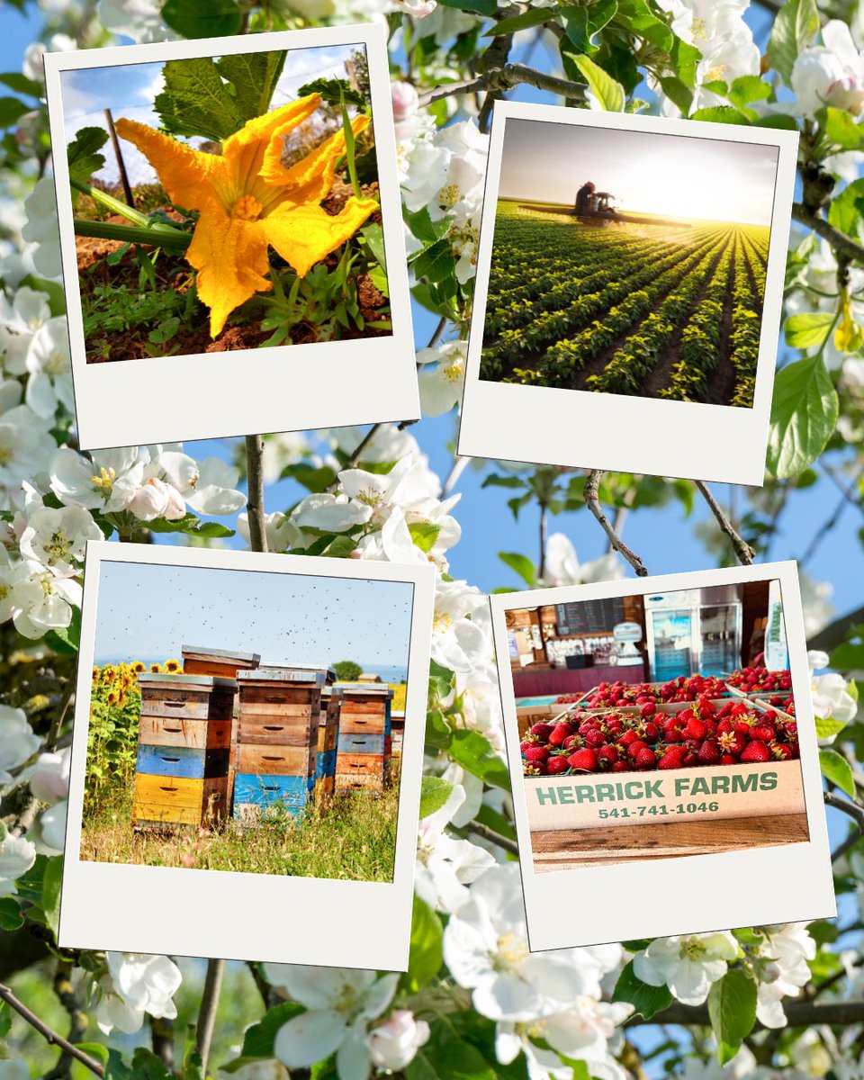 You can protect pollinators AND your crops!

Always remember the label is the law! Know and understand the restrictions before purchasing a pesticide. When it comes to insecticides, timing is key!

Visit: epa.gov/pesticide-labe… 
for more info!