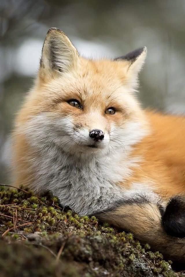 Өглөөний мэнд