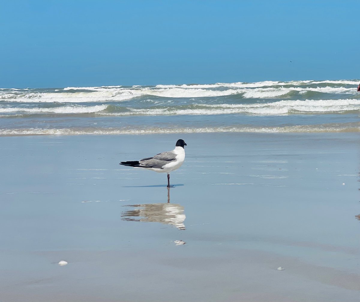 WhisperAmber's tweet image. If you're headed to #portaransas this summer, I have tips on things to do while there. We just returned from a fabulous trip:
airingmylaundry.com/2025/06/top-10…