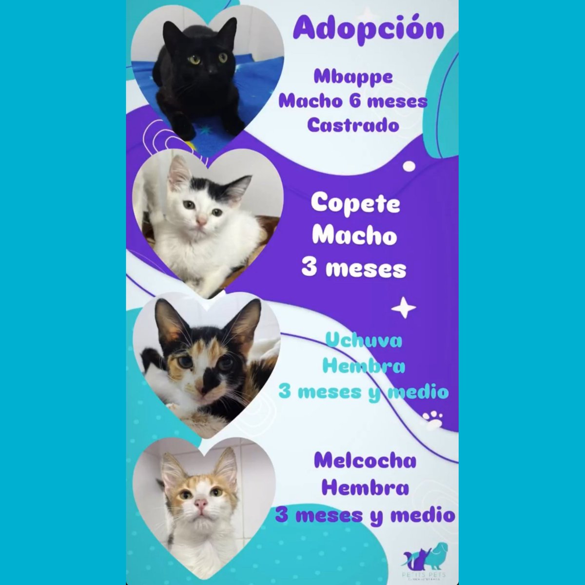 Lady Cats 🐈⬛💓 (@ymfajardo1106) on Twitter photo Gente querida!!! Les pido que me ayuden a #difundir. Estos pequeños, la mayoría traídos y recuperados de #Barranquilla ya están buscando su familia por siempre ❤️ están en #Bogota. Información: Información: 3232192355 veterinaria PetitPets 😊✨ <a href="/MONYRODRIGUEZOF/">MÓNICA RODRÍGUEZ 🐤</a> <a href="/CoraimaTorresD/">Coraima Torres</a> Gente querida!!! Les pido que me ayuden a #difundir. Estos pequeños, la mayoría traídos y recuperados de #Barranquilla ya están buscando su familia por siempre ❤️ están en #Bogota. Información: Información: 3232192355 veterinaria PetitPets 😊✨ <a href="/MONYRODRIGUEZOF/">MÓNICA RODRÍGUEZ 🐤</a> <a href="/CoraimaTorresD/">Coraima Torres</a>
