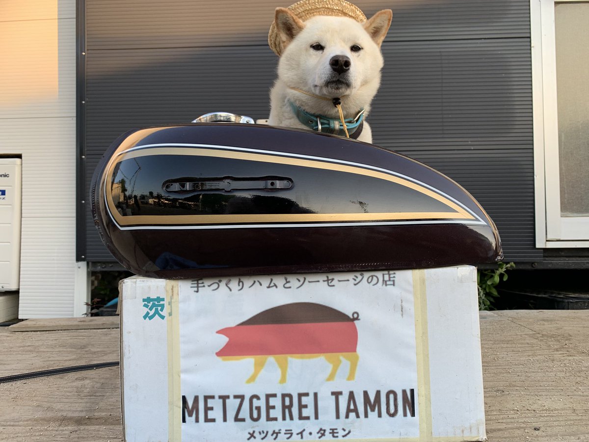 QingX2493's tweet photo. 今日の白柴商店は…
CB550Fのタンクだワン

500かもしれないけど…
まぁどっちかでしょ。
新品未使用品ですヨ。
給油口の錆が惜しいけど。

#ヤフオク
#白柴商店

 #honda #cb #cb550 #cb550k #cb550f

#白澤　#ハクタク　#ハクちゃん　#太郎左衛門　#しろしばウィルス　#犬　#柴犬　#しろしば https://t.co/D9oOP13RFV