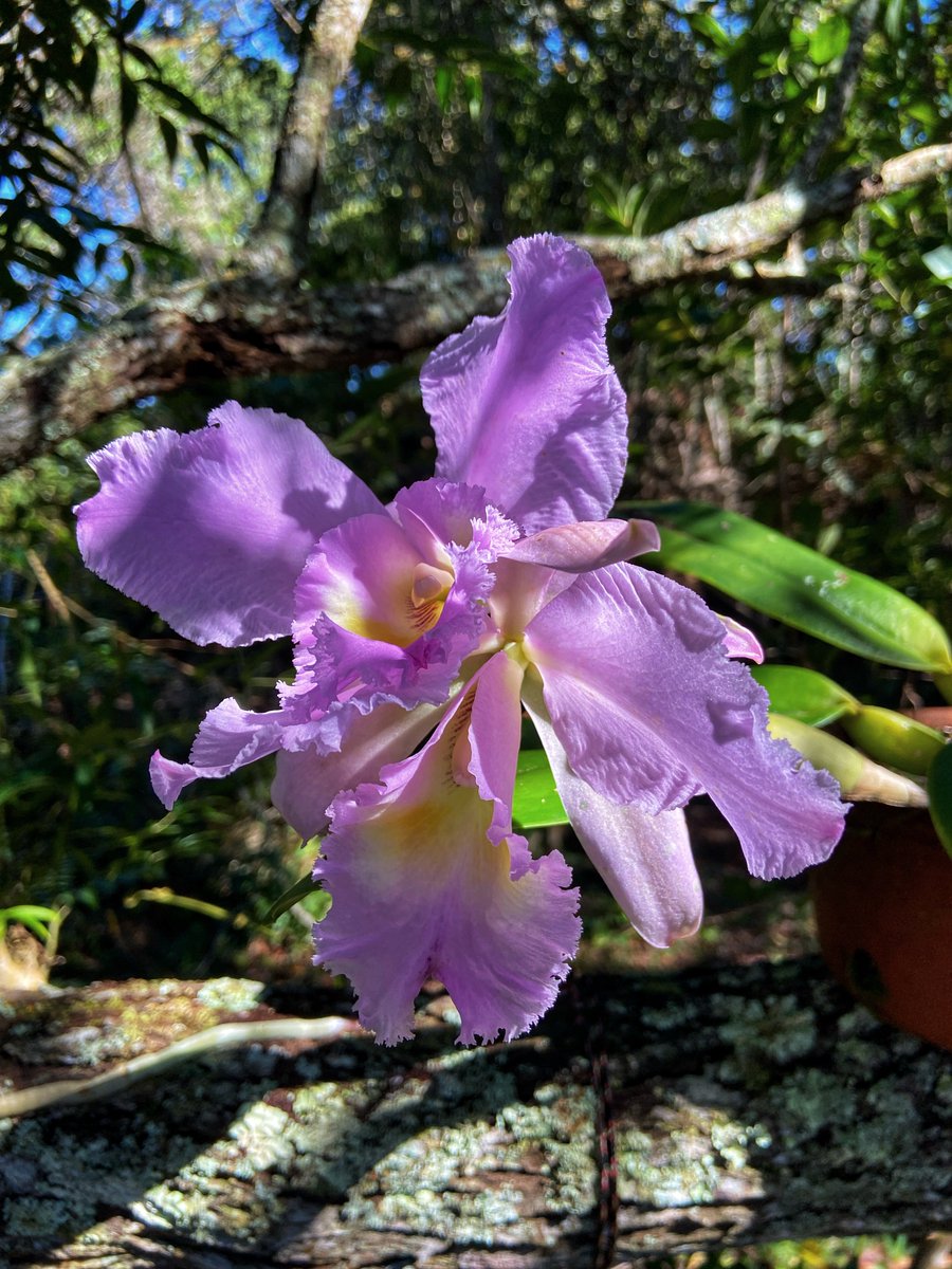 She’s so pretty! Cattleya warneri, gorgeous #orchid