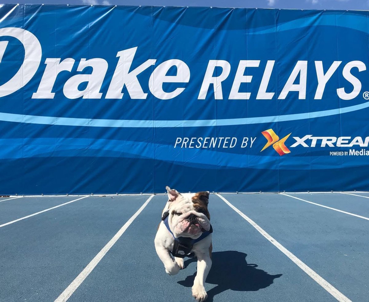 DrakeUniversity's tweet image. Happy #NationalMascotDay to our beloved @drakeugriff! 💙 From game days to campus events, you bring the Drake spirit to life with every wrinkled wiggle and playful snort. We couldn't be prouder to have the most paw-some mascot in the world! 🌎