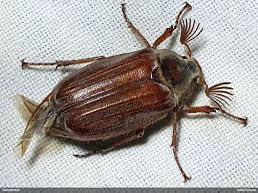 kā sauc viņas skropstu meistarīti?