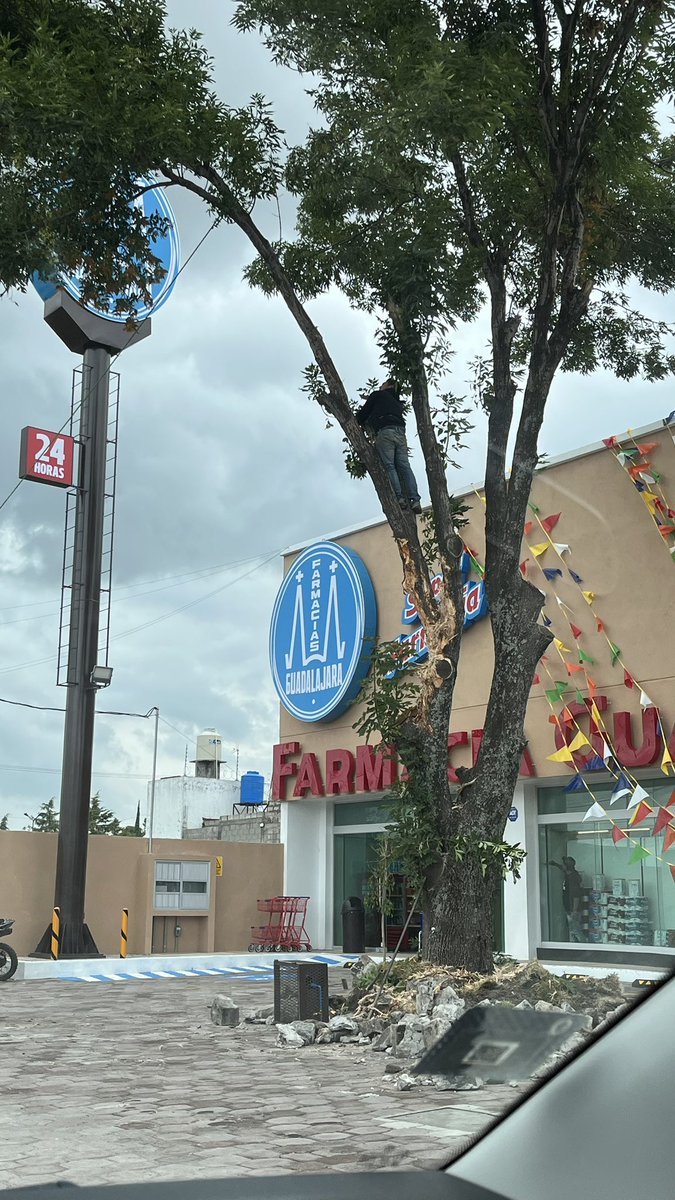 ThisIsElChido's tweet photo. Hola @AmbientePuebla, en bulevar Carmelitas al parecer un árbol “estorba” la fachada de Farmacias Guadalajara y lo están talando.
Solicito tu intervención.

ojo aquí @supercivicosmx https://t.co/hwfRejWNm7