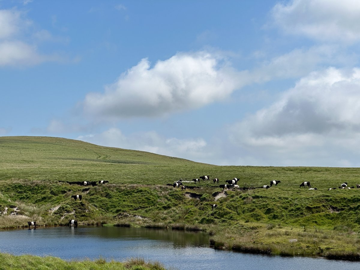 Great to see the Belties munching the Molinia on Harford and Ugborough Commons #Dartmoor