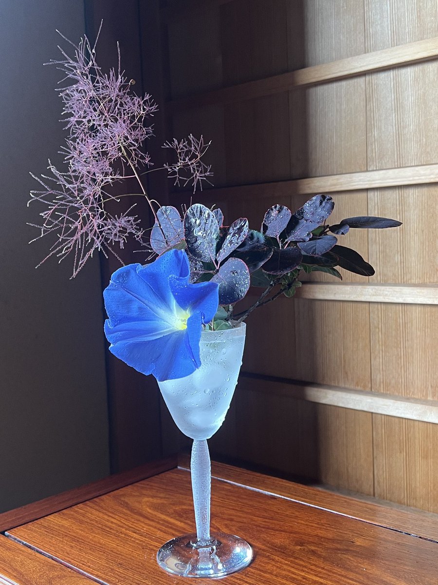 koian2023's tweet photo. おはようございます✨
🇯🇵#GoodMorning #haveagoodday #enjoyyourday #morningglory #smoketree #smokebush https://t.co/7d1MUStc8r