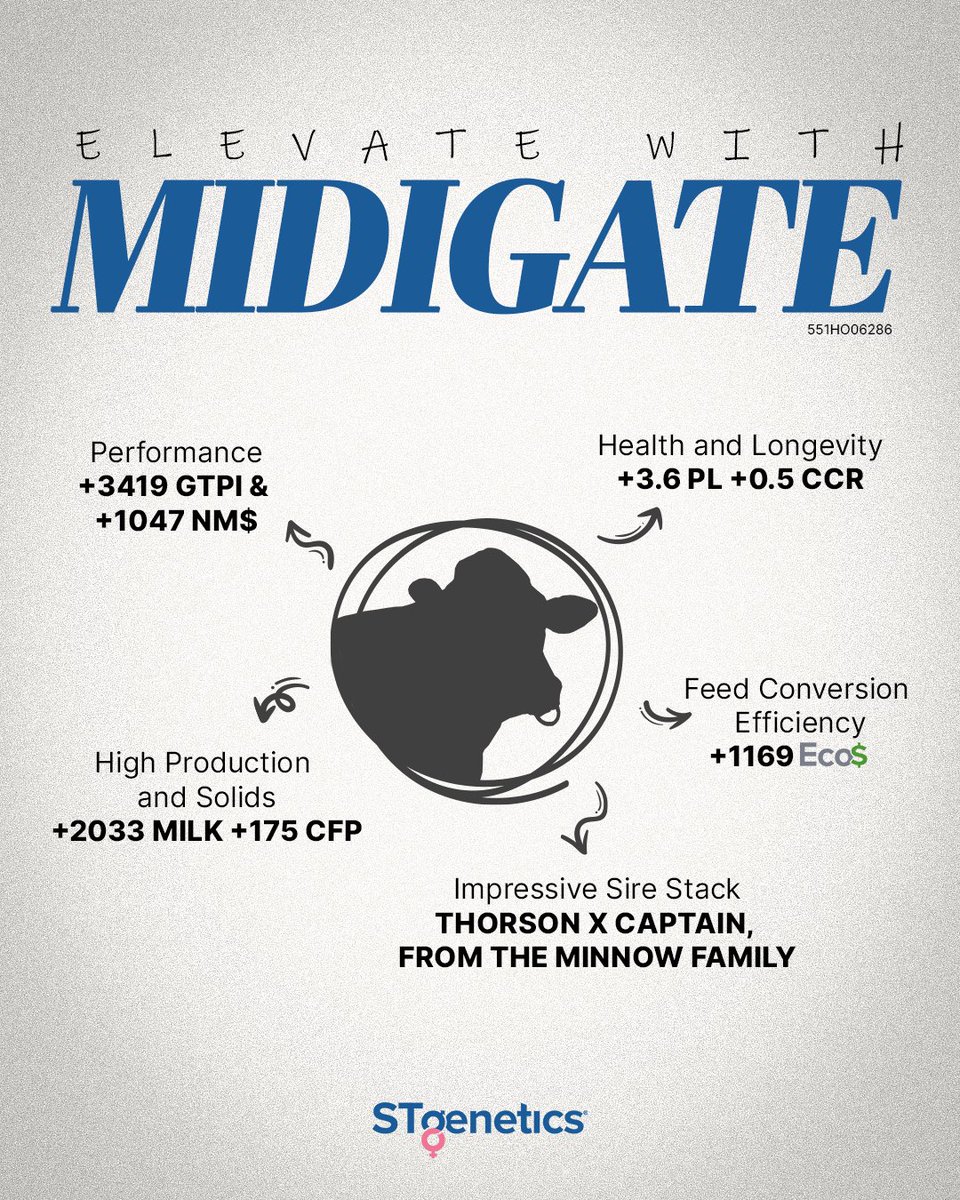 STgenetics's tweet photo. MIDIGATE; a new Holstein sire from the proven Oman Mirror family, providing reliable production, health and efficiency traits! #MIDIGATE is +3419 GTPI +1169 Eco$ +2033 Milk +175 CFP & A2A2 +3.6 PL +0.88 UDC. MIDIGATE is a New Legend™ sire available in #UltraplusHighPurity™. https://t.co/QM7qFR7E1R