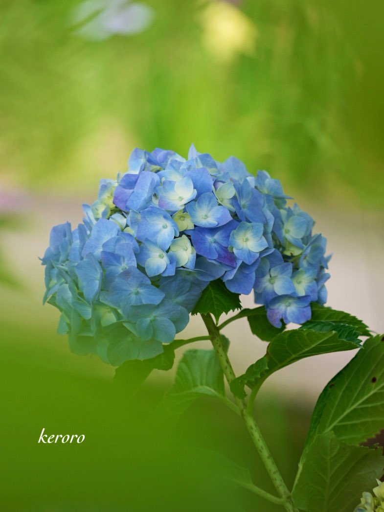 おはようございます☀

6月18日     水曜日    🍅

いつもありがとう
　　　　ございます🙏

今日も宜しく
　　　お願いします🙇

穏やかな良い一日に
         なりますように🍀