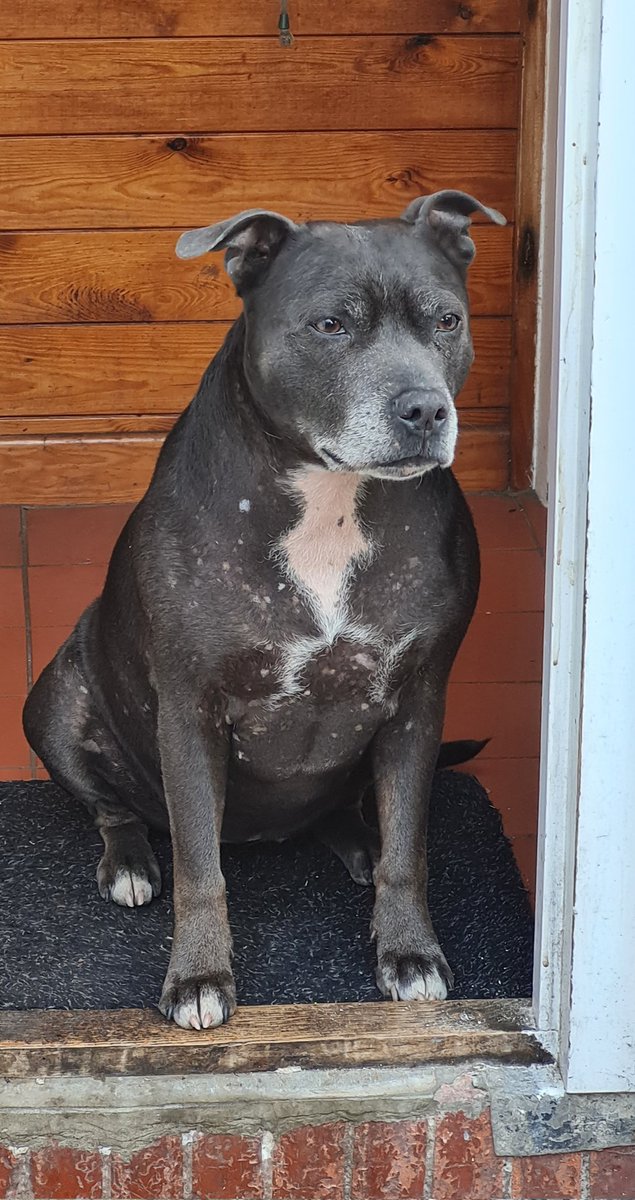 This is my new Staffi, she's a 6 year old rescue called Lola, I love ❤️ her dearly.