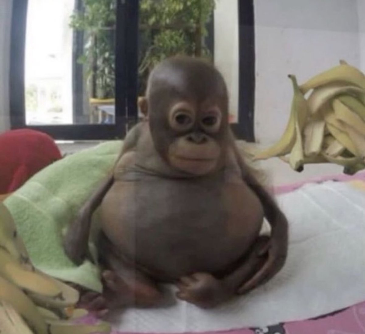 doppelte smash burger gegessen