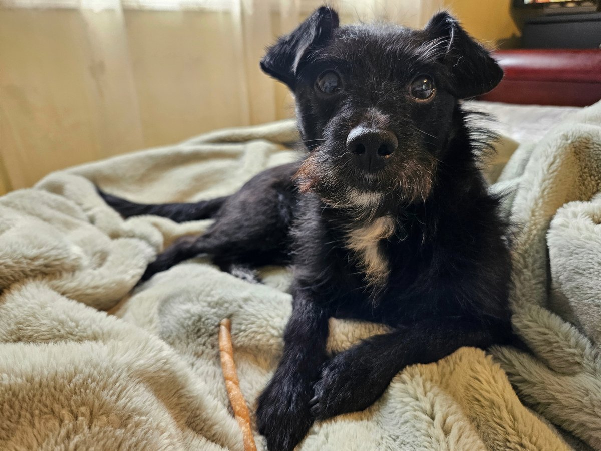 Tomas is loving life in his new home! From cuddles with cats to fetch in the yard and forest walks nearby, this sweet boy has found his perfect match. 💗 Congrats to Tomas and his family! 🐾 Meet animals waiting for homes: ontariospca.ca/adopt