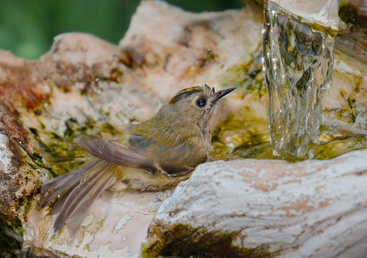Goldcrests are tiny, skittish little birds which I've seen very infrequently in trees in our garden. A bit of stealth was required to snap this little guy in our birdbath, displaying the reason for their name.