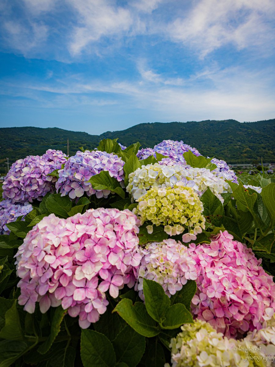 daisu1973's tweet photo. 紫陽花

#キリトリセカイ 
#ファインダー越しの私の世界 
#写真が好きな人と繋がりたい
#カメラが好きな人と繋がりたい
#紫陽花 
#あじさい 
#写真の奏でる私の世界 
#キリトリノセカイ 
#空のある風景 
#写真撮ってる人と繋がりたい https://t.co/sxnyTGBOA3