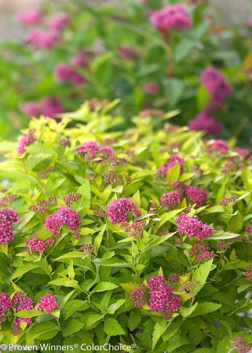 Garden Design Mag (@gardendesignmag) on Twitter photo Hate pruning? These 6 shrubs stay tidy all on their own!
🌿Compact, colorful & carefree
🌿Zones 3–9 (depending on variety)
🌿No trimming mistakes, no stress
See the full list from <a href="/Proven_Winners/">Proven Winners</a>
ow.ly/pjCi50Wb8Qv
#lowmaintenancegardening Hate pruning? These 6 shrubs stay tidy all on their own!
🌿Compact, colorful & carefree
🌿Zones 3–9 (depending on variety)
🌿No trimming mistakes, no stress
See the full list from <a href="/Proven_Winners/">Proven Winners</a>
ow.ly/pjCi50Wb8Qv
#lowmaintenancegardening