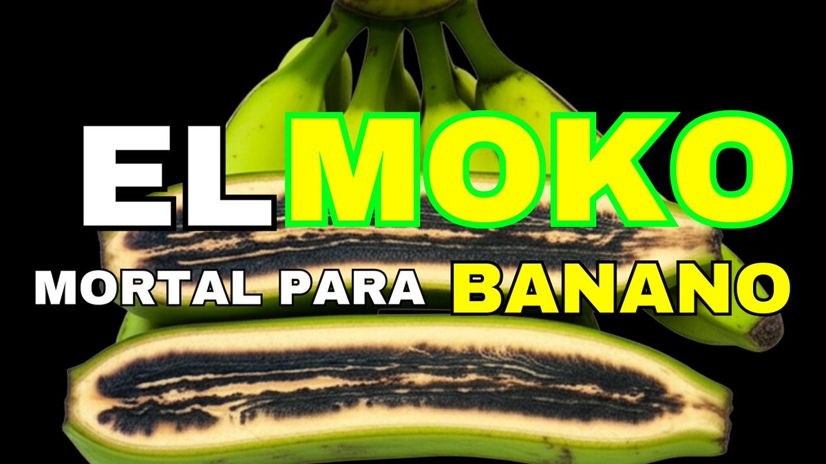 ElproductorEC's tweet photo. ¿Y si te dijera que hay una forma de enfrentar el moko del banano desde la raíz? 🍌🦠
Lo que descubrimos podría cambiarlo todo.
👉 Mira el video completo: https://t.co/kPB28IZTKY
#agronegocio  #Moko #BANANA #ecuadorian #URGENTE https://t.co/5ujUDtrDal