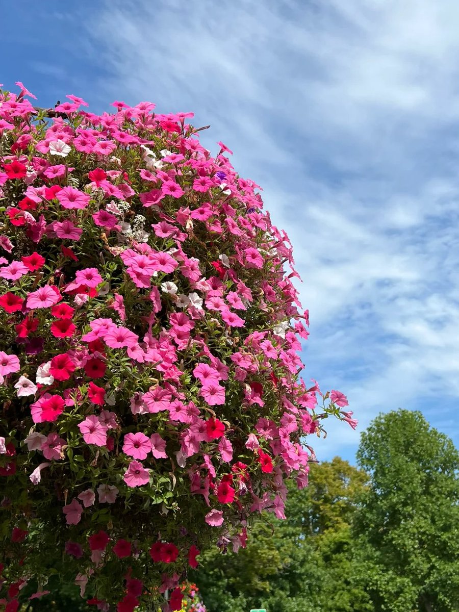 With every step, colors unfold in shades only nature knows. The calm wind brushes your skin while distant laughter carries on the breeze. It is a moment of still joy in a world that rarely stops. 🏞️