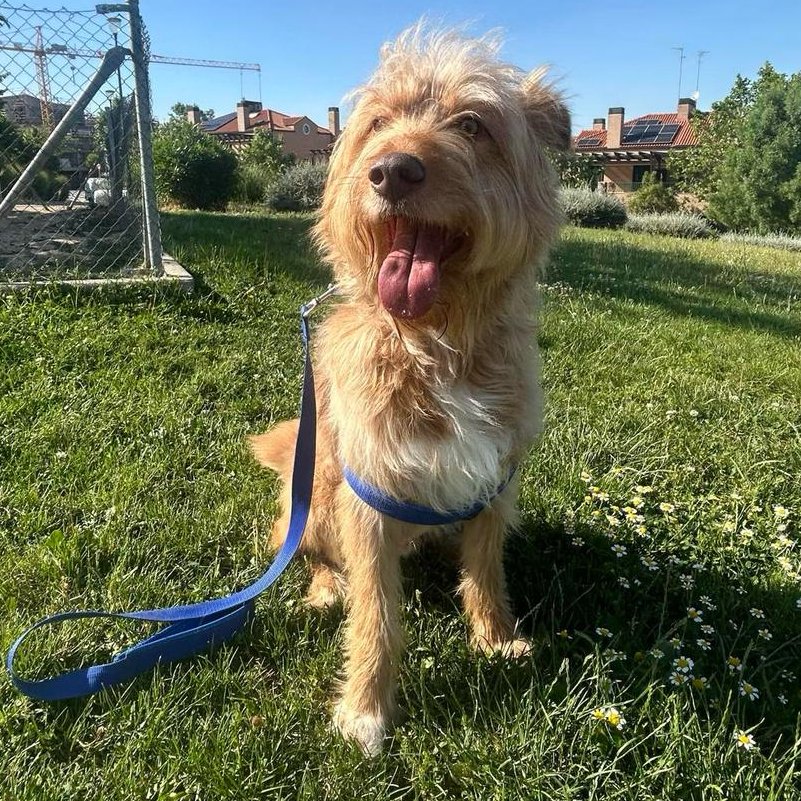 #madrid 
RIO precioso cruce #pastorcatalan EN APUROS: su familia NO puede atenderlo
NECESITA #adopcionresponsable 
Tiene 3 años
Sociable con niños,🐶🐱
Se entrega chipado,vacunado,desparasitado y CON compromiso de castracion 
CONTACTO 📩facenuevavida@gmail.com
#adoptanocompres