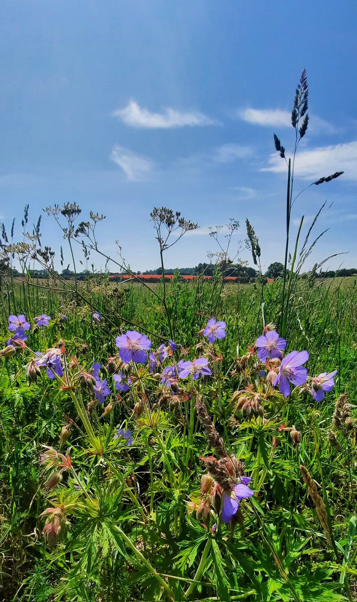 mycathardy's tweet photo. Meadow Crane's-bill with poppies in the distance #wildflowers #Ringstead #Norfolk https://t.co/DnVWObQFt4
