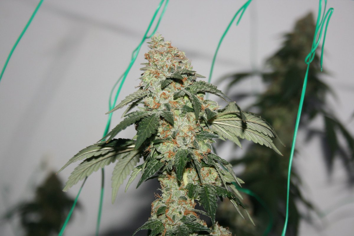 Comeback Kush aka True Doh (The Truth x ChemValley Cooks) available in packs of 15 regular seeds or female packs of 7 and 3 seeds.