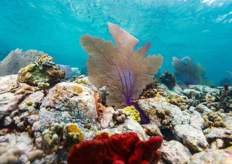 América Latina y el Caribe enfrenta una crisis oceánica marcada por contaminación y degradación costera. Pero también tiene la oportunidad de liderar una economía azul sostenible. ¿Cómo podemos renovar el compromiso y la inversión en nuestros océanos? go.undp.org/UnP