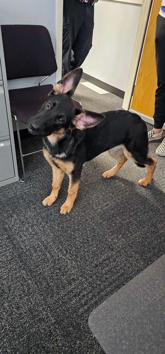 Lost dog found near Eckel Junction and Edgewood.  Currently safe at the Perrysburg Police Division. If you recognize this pup, please contact us at 419-872-8001