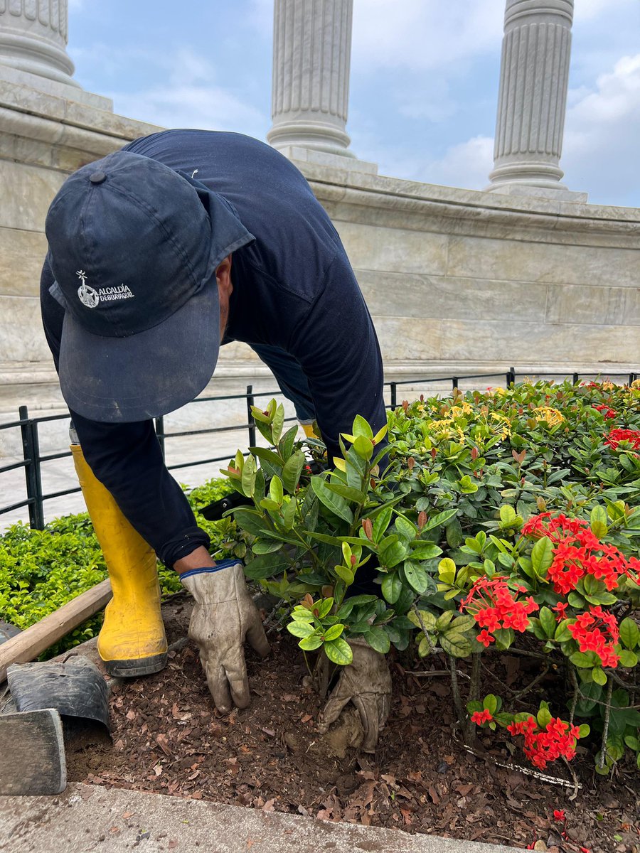 Hoy se realizó la siembra de especies en las jardineras del Hemiciclo La Rotonda, recuperando el área verde tras la temporada invernal. 🌿🌼#CiudadDeTodos