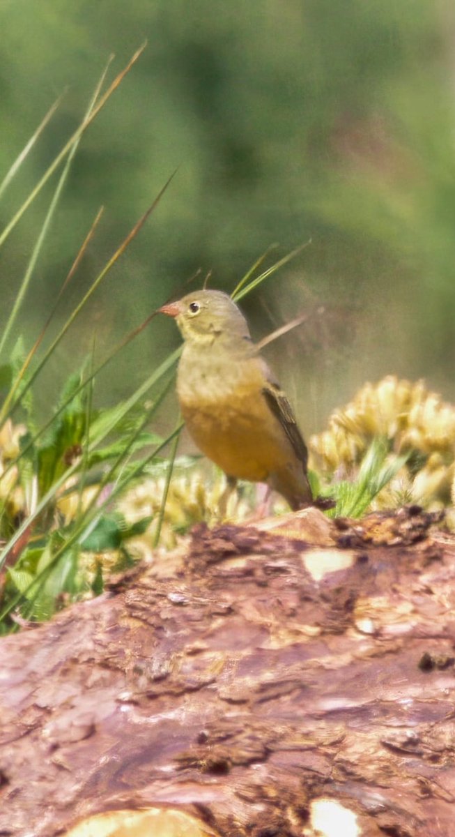 Gareth Bowes (@garbo69) on Twitter photo Ortolan Bunting (female) at Wykeham Forest, North Yorkshire yesterday. <a href="/teesbirds1/">teesbirds</a> <a href="/teesmouthbc/">Teesmouth Bird Club</a> <a href="/Natures_Voice/">RSPB</a> <a href="/DurhamBirdClub/">Durham Bird Club</a> <a href="/NorthYorkMoors/">North York Moors NP</a> <a href="/nybirdnews/">NorthYorksBirdNews</a> <a href="/BBCSpringwatch/">BBC Springwatch</a> <a href="/WildlifeMag/">BBC Wildlife</a> #birds #nature Ortolan Bunting (female) at Wykeham Forest, North Yorkshire yesterday. <a href="/teesbirds1/">teesbirds</a> <a href="/teesmouthbc/">Teesmouth Bird Club</a> <a href="/Natures_Voice/">RSPB</a> <a href="/DurhamBirdClub/">Durham Bird Club</a> <a href="/NorthYorkMoors/">North York Moors NP</a> <a href="/nybirdnews/">NorthYorksBirdNews</a> <a href="/BBCSpringwatch/">BBC Springwatch</a> <a href="/WildlifeMag/">BBC Wildlife</a> #birds #nature
