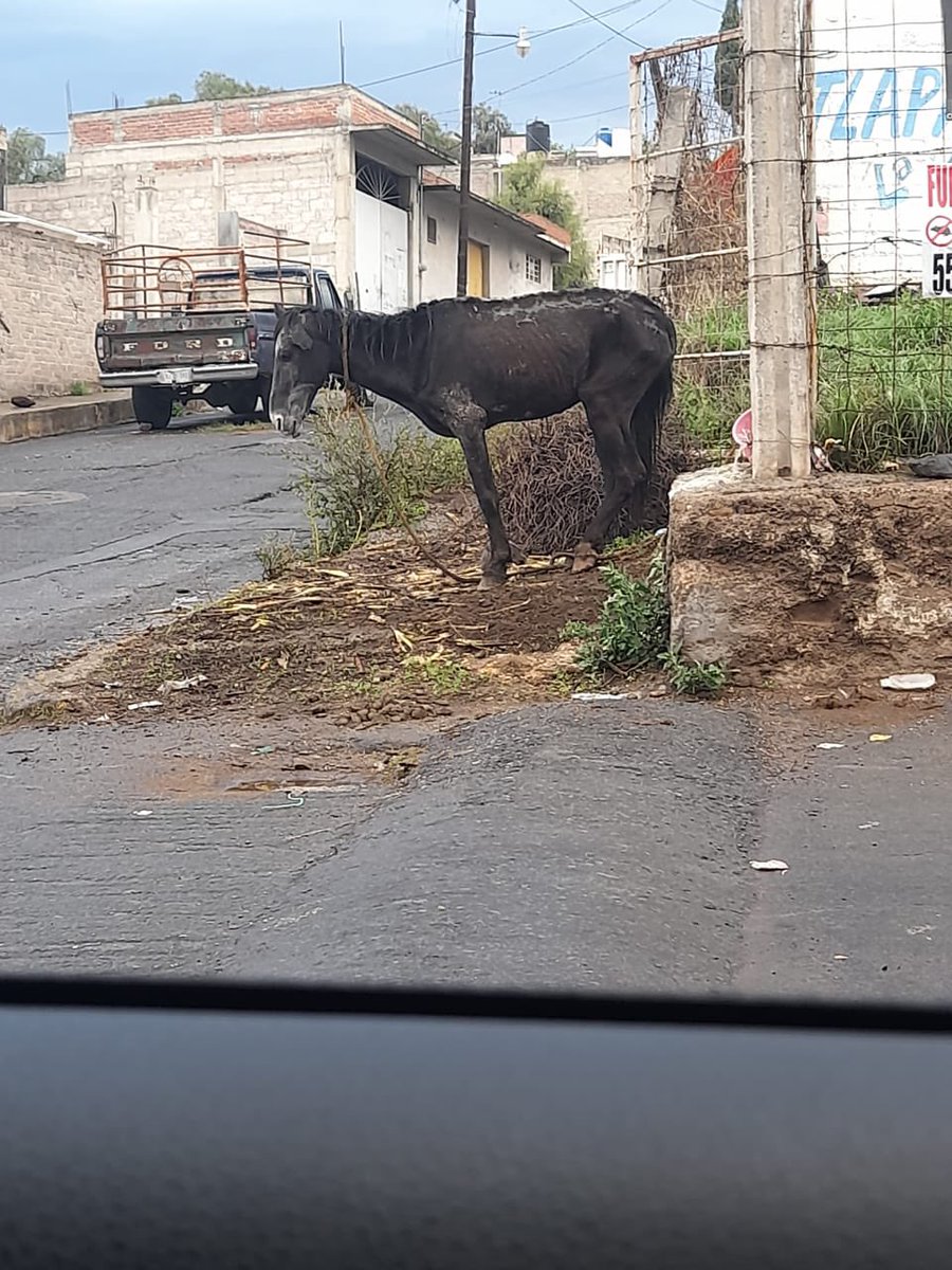 HELA_MORE's tweet photo. Amigos,aunque quisiéramos hacerlo para nosotros ayudar un caballito es imposible.😔

Nos reportan a este inocente en los huesos,apenas y se puede mover.

Está en Edomex.
Si saben de alguien que lo pueda ayudar que no lo vayan a matar en un rastro o algo así ,nos avisan por favor. https://t.co/QLjeRoXAPE