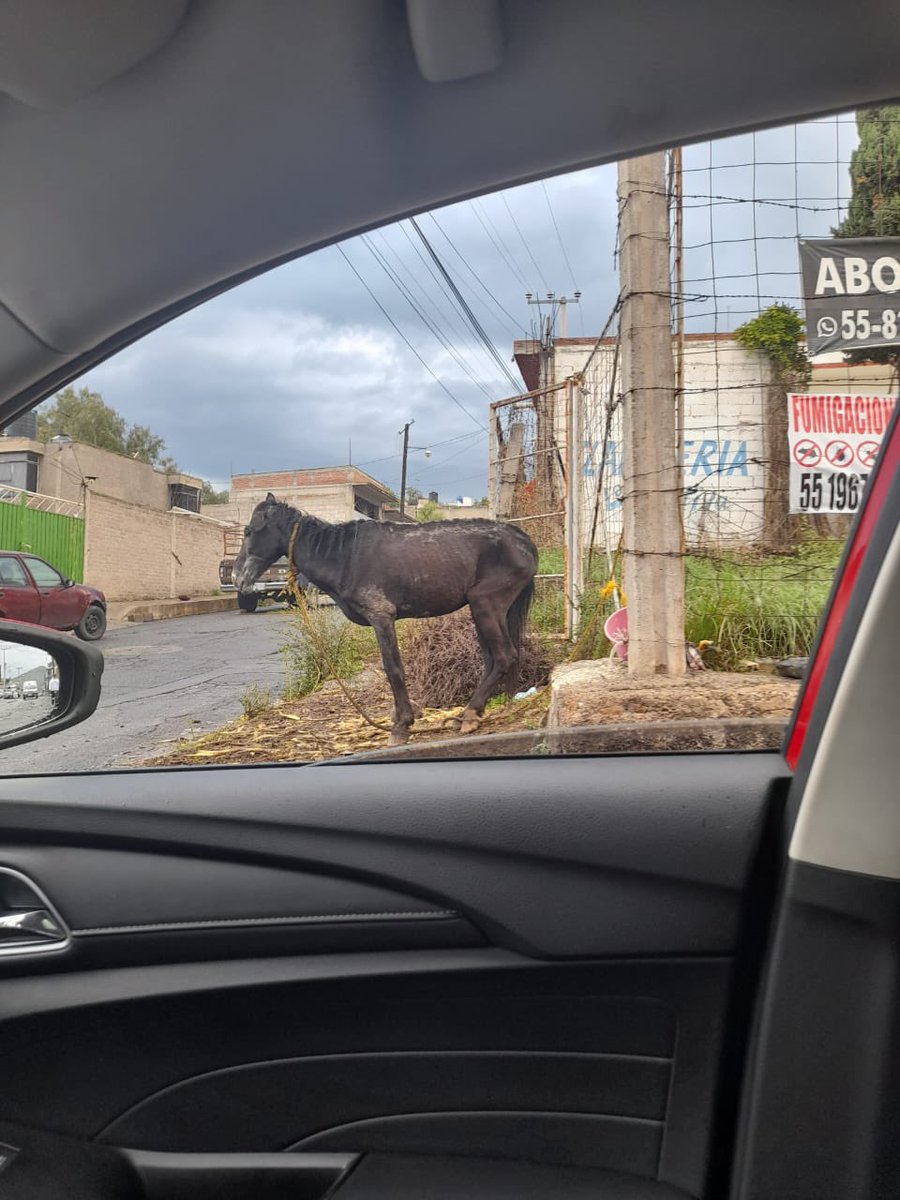 HELA_MORE's tweet photo. Amigos,aunque quisiéramos hacerlo para nosotros ayudar un caballito es imposible.😔

Nos reportan a este inocente en los huesos,apenas y se puede mover.

Está en Edomex.
Si saben de alguien que lo pueda ayudar que no lo vayan a matar en un rastro o algo así ,nos avisan por favor. https://t.co/QLjeRoXAPE