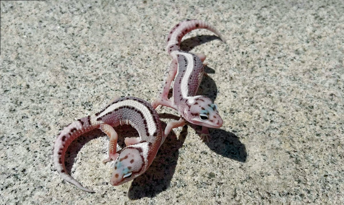 Londonleopa's tweet photo. One of my Favourite morphs that we lovingly work with at London Leopa (gem snow lavender stripe) . Both of these will be coming to Kumamoto this weekend! 😘

1️⃣🩶

#londonleopa
#leopardgeckos
#livingart https://t.co/3huUSNncRx