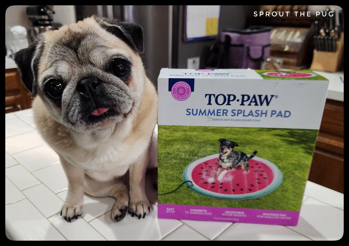 Sprout the Kitchen Island pug here! 

Look what I got for my birthday!! 😃
Summer fun, here we come! ☀️

#puglife #birthdaygirl #summerfun