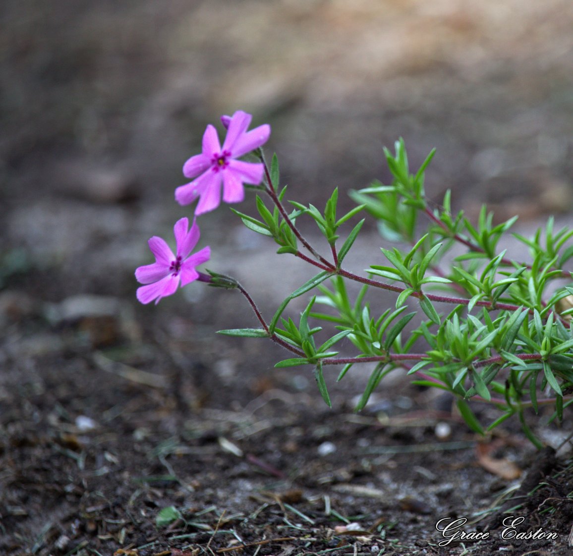 GraceOnFire2's tweet image. "Purple haze all in my eyes, don't know if it's day or night. You got me blowin', blowin' my mind. Is it tomorrow or just the end of time?" - Jimi Hendrix
Purple Moss Phlox, Salvia, Clematis
#photography #photographyOnX #flowers #flowersOnX #purple #freedom #change #Peace