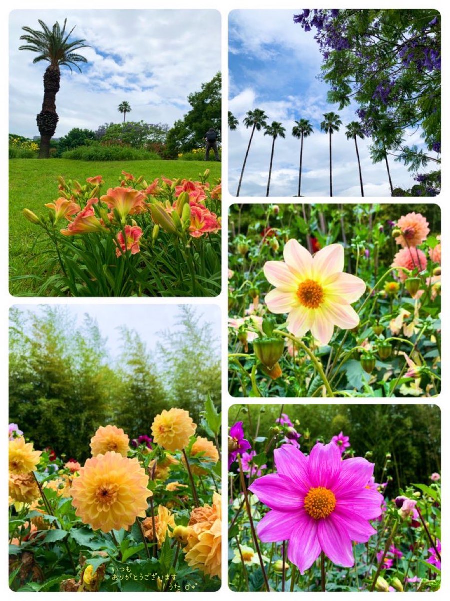 ⋆
　＃TLを花でいっぱいにしよう

　　🤍 おはようございます 🤍

　　　　　　　＃ﾀﾞﾘｱ etc. .·˖* 🧚‍♀️
⋆