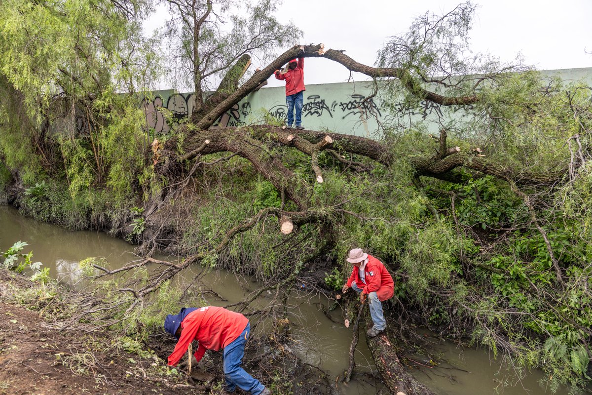GobCoacalco2022's tweet image. #SAPASAC realizó labores de limpieza en el canal y el muro de contención de la calle Palma Canaria, en Rancho la Palma.

Se retiraron ramas, maleza y residuos acumulados para evitar taponamientos y reducir riesgos durante la temporada de lluvias.

#ContinuidadDeBuenosResultados
