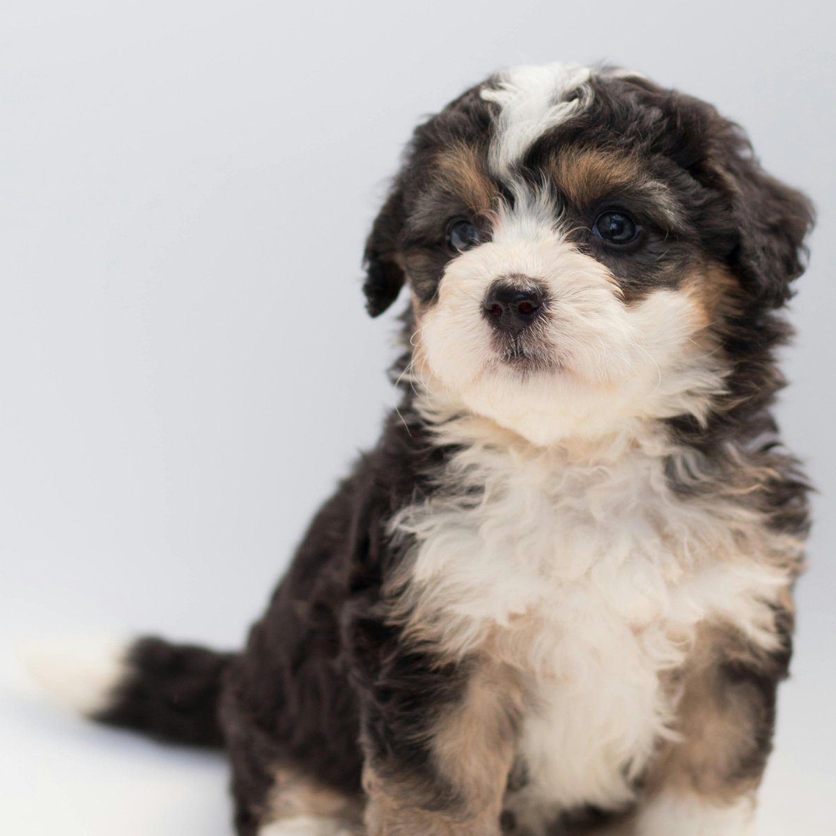 doggsdelight's tweet image. When the toy squeaks and the tail wags, it’s magic. Shop now for joy-packed supplies your dog will obsess over.

doggsdelight.com

 #PawApproved #TailSaysYes #SqueakyJoy #HappyPupperKit #SpoilYourDog #DogVibesOnly #ShopNow #BarkBoutiqueFinds #LoveThatWoof #DogGearJoy