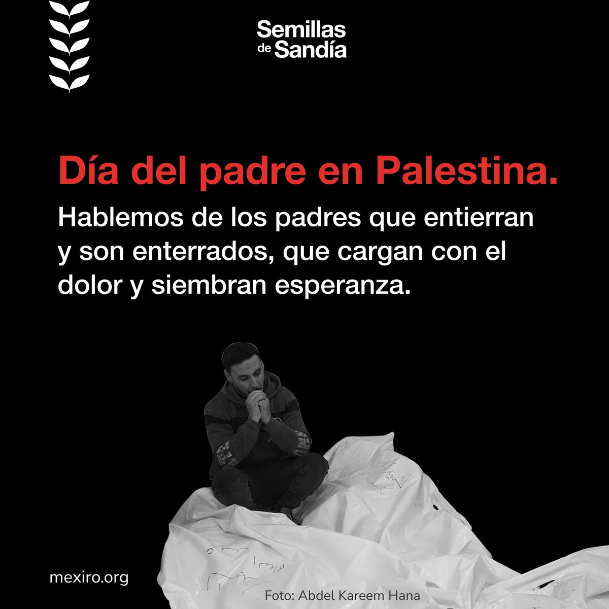 #SemillasDeSandía🍉 | 🌍 Mientras en muchos países se celebró el #DíaDelPadre con gratitud, en Palestina se sobrevive al luto.

Allá, los padres no reciben abrazos: arrullan entre bombardeos, entierran con sus propias manos y crían en ruinas.

Porque ser padre también es resistir