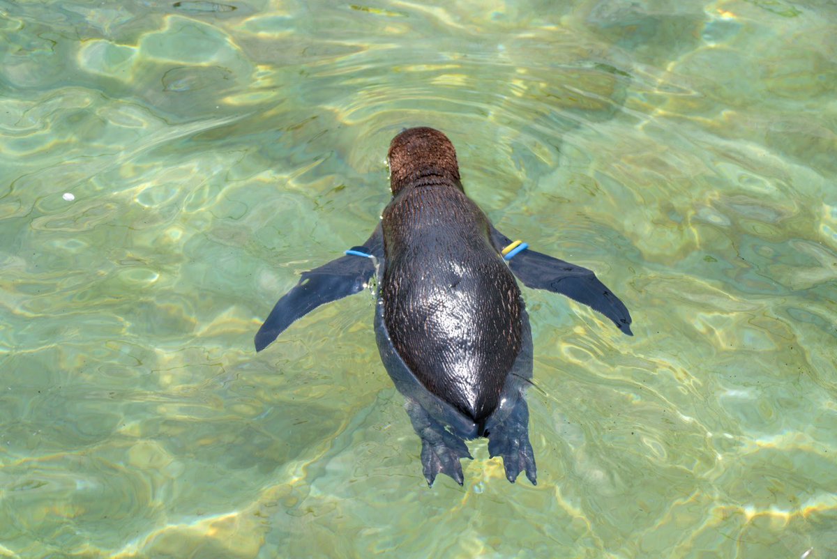 疲れがピークのすいすいすいようび

#葛西臨海水族園