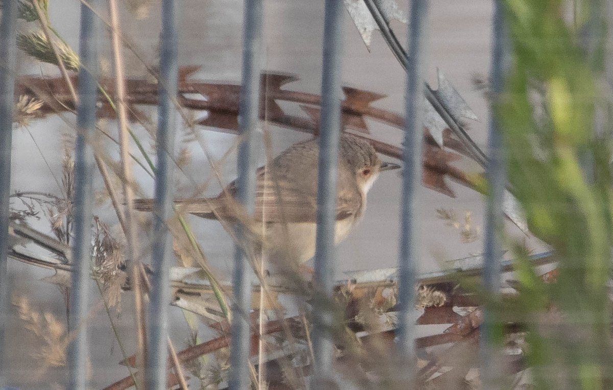 Recordshot of the skulking and flighty female Eastern/Western Subalpine warbler I found yesterday evening (June 17th) in the outer harbour of Zeebrugge. Not Moltoni's, coz it made a few teck calls. More record shots here: ebird.org/checklist/S251…