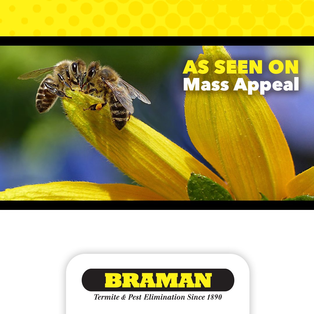 People are quick to view many insects as pests that need to be eliminated, but some serve a vital purpose in our ecosystem. Natasha was on Mass Appeal to discuss why not everything that buzzes should be banished: ow.ly/uH7c50Wb3Fk. #HoneyBees #PestControl