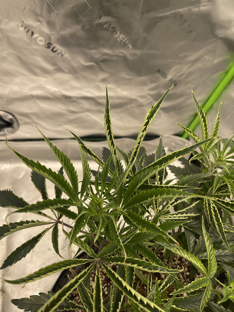 The Rifle tweet media