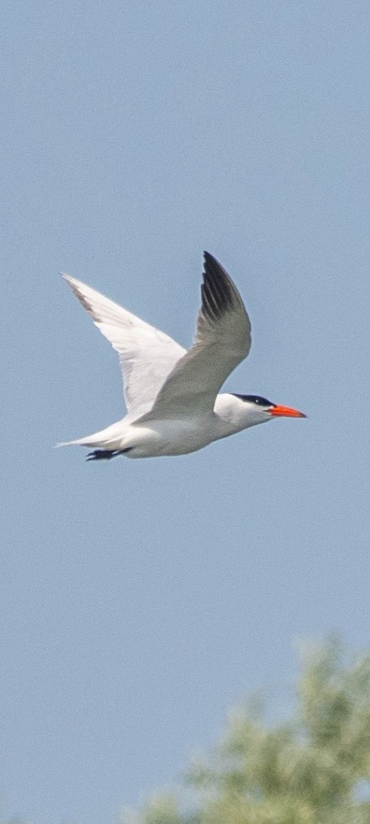 12.56pm ABBERTON  RES lan Marsh found a Caspian tern for 1 minute from hide bay hide flying towards island hide,relocated Peter King with me &amp; Les bird, diving, skimming &amp; flying around LBCW W for about15mis, photo by Jon Ward 
 <a href="/EssexBirdNews/">EBwS Bird News</a>       <a href="/BirdGuides/">BirdGuides</a> .