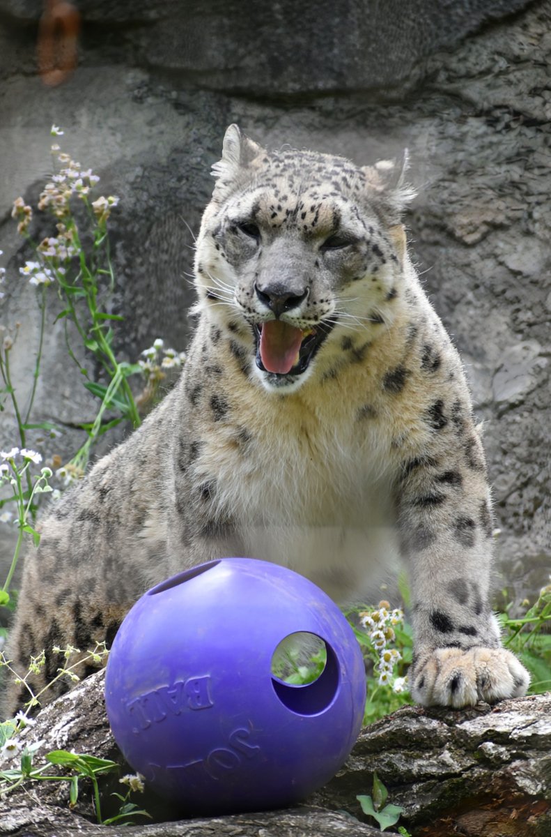 みなさんおはようございます🐱🌿☀

良い１日になります様に🔮✨✨✨

#多摩動物公園
#ユキヒョウ #フク