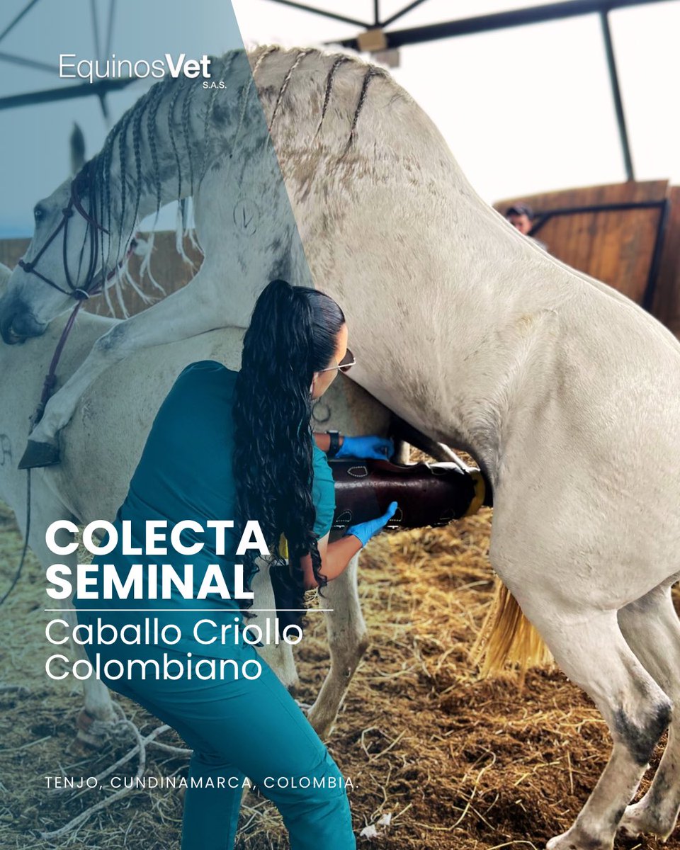 🐴 Colecta seminal a Caballo Criollo Colombiano, utilizando una vagina artificial tipo Missouri.

🐎 En EQUINOSVET SAS trabajamos 24/7, brindando nuestro mejor servicio en medicina veterinaria equina.

#ReproducciónEquina #VeterinariaEquina