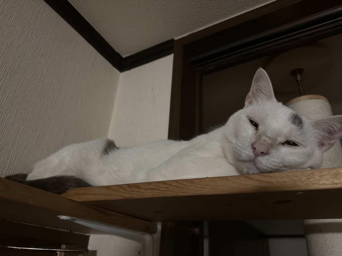 はくな tweet media