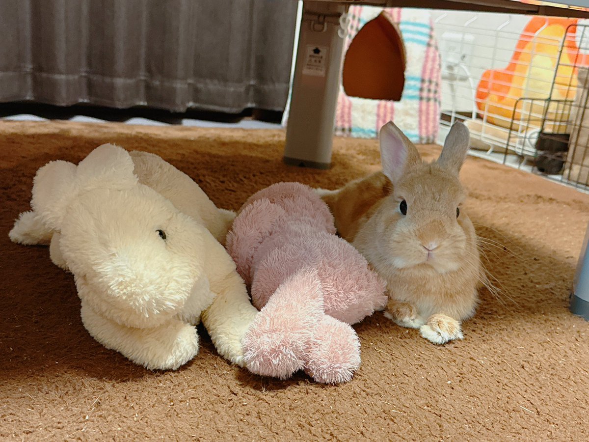 おはほの〜☀️