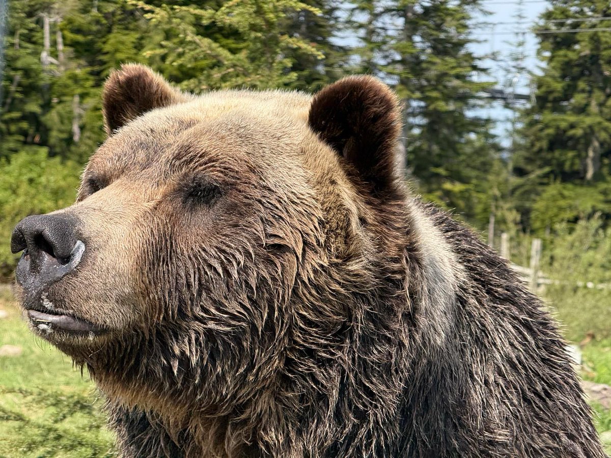 Good morning from a Canadian bear. Sun doing its best to shine &amp; briefly heard Albozo endeavouring to charm Starmer. The latter didn't look impressed as the compliments were beyond absurd. Have a great day everyone.  Xx 💚🧡🩵