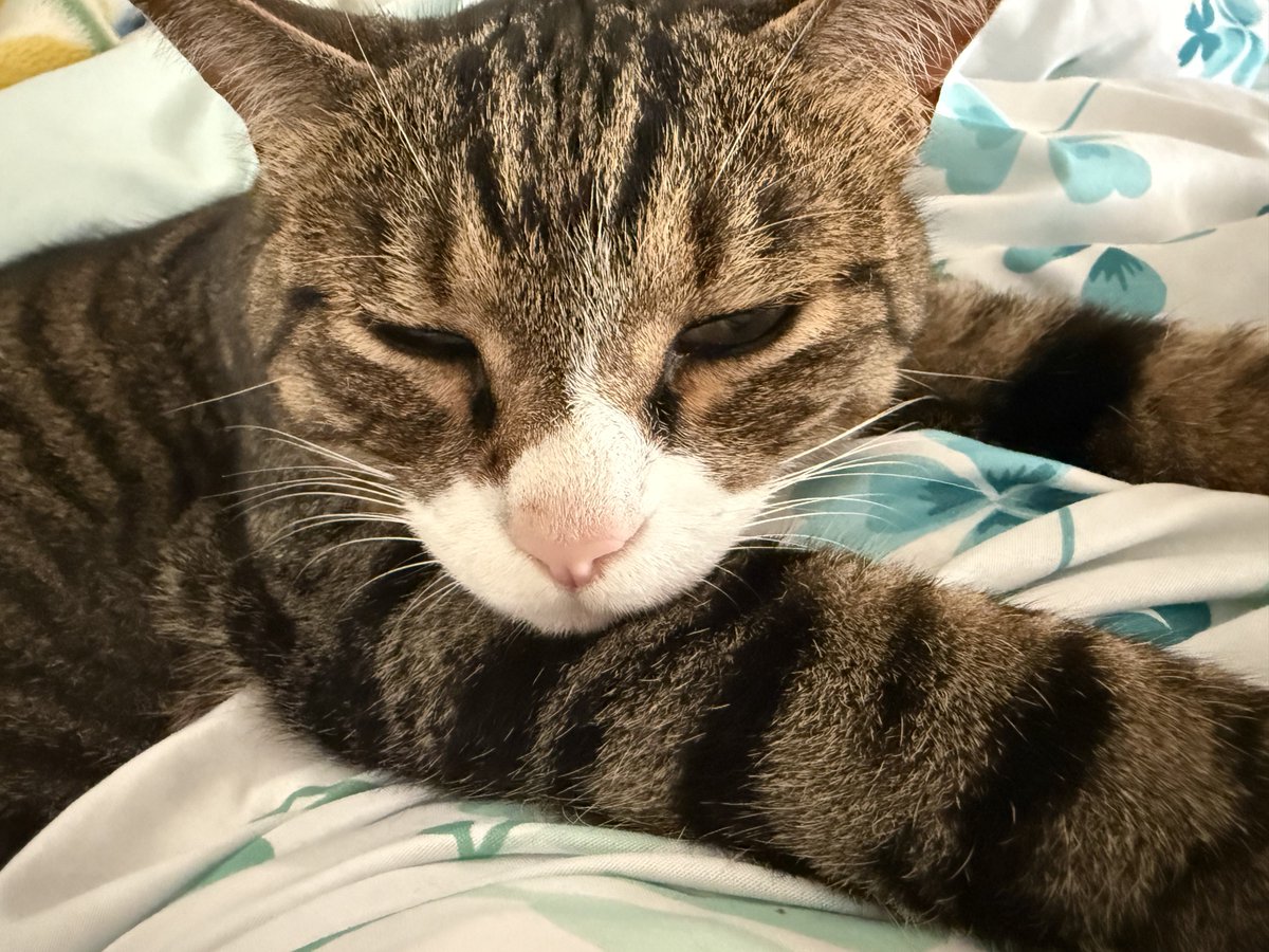 PatraRook's tweet photo. おはにぁ🐱

#猫
#保護猫 https://t.co/QDUaOUlVvO