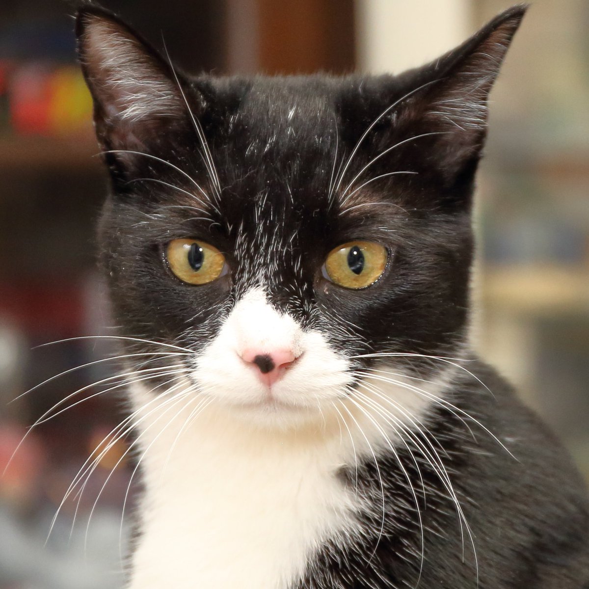 おはようございにゃす😺
今日は、持続可能な食文化の日、海外移住の日、国際寿司の日、考古学出発の日🤠
#くつした #るあ 
#保護猫を家族に #猫かわいいね #猫好きさんと繋がりたい #猫のいる幸せ 
₍ᐞ•༝•ᐞ₎◞ ̑̑
ものすごく暑くなってきたにゃん💦