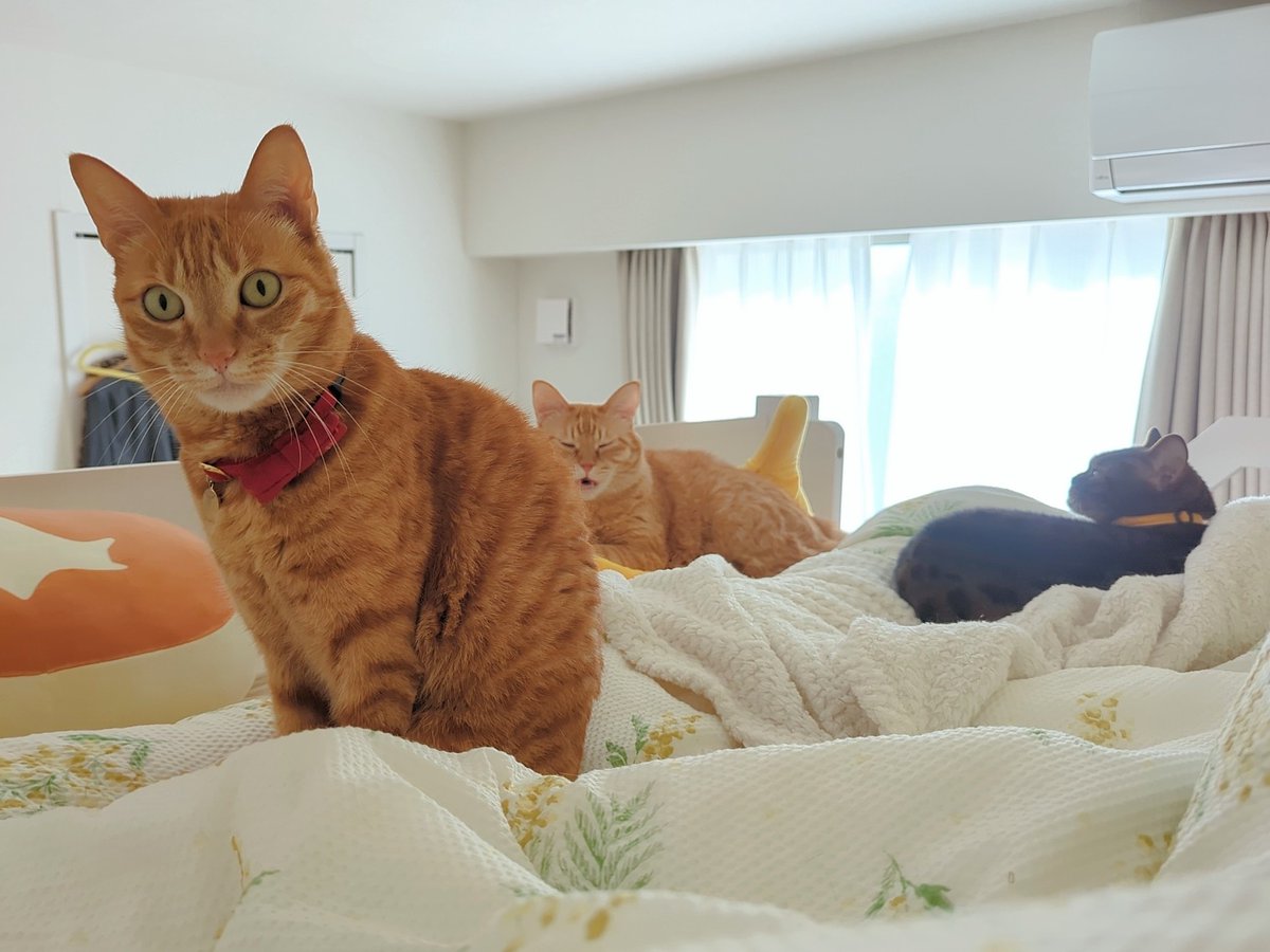 おはようシュガーマフィンたち
今日もアチアチらしいよ